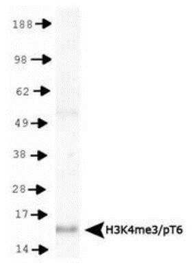 Western Blot: Histone H3 [p Thr6, Trimethyl Lys4] AntibodyBSA Free [NB21-1039]